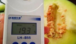 小孩可以吃网纹瓜吗,儿童适宜食用网纹瓜的探讨