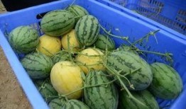 还有更大的瓜等着吃