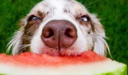 吃瓜小狗视频软件大全,盘点热门娱乐应用，轻松畅享欢乐时光