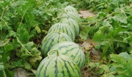 湘潭城建有瓜吃,瓜果飘香，共享美好生活”