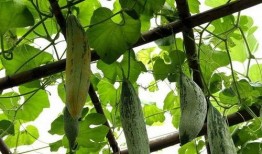 大叔吃老鼠瓜,邂逅神秘老鼠瓜的奇妙滋味