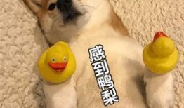 狗子吃哈密瓜表情,表情萌态十足