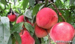 巢湖一中网课蜜桃吃瓜