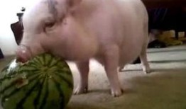 吃瓜猪比赛,趣味横生的农业竞技盛宴