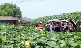 农村吃瓜场面,欢乐场面尽收眼底