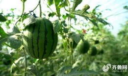 金乡孙庄吃瓜,夏日吃瓜盛宴，感受乡村田园生活