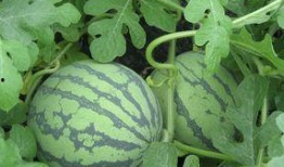 孕妇能否吃翠玉瓜,营养健康两不误