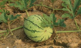 路边吃瓜的危害,揭秘潜在危害与预防措施