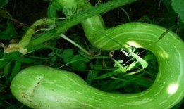 蛇瓜可以砍着吃吗,砍着吃，美味又营养