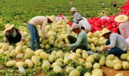 吃瓜客新疆,吃瓜客的味蕾探险记