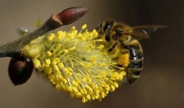 怎样治理吃瓜蜂,破解吃瓜蜂现象的智慧之道