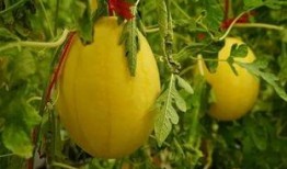 业余的吃瓜生活,业余吃瓜者的欢乐生活点滴