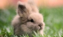 吃瓜的兔子所有,揭秘娱乐圈背后的秘密