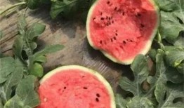 麒麟瓜有小瓜吗怎么吃,麒麟瓜小瓜的多样吃法探索