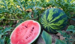 河南鹤壁吃瓜视频