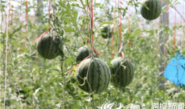 吃瓜视频照片,一场视觉盛宴背后的故事