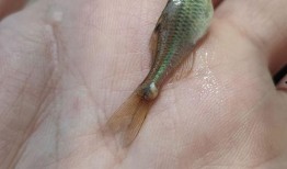 鱼吃瓜虫,揭秘水族世界中的奇妙食性