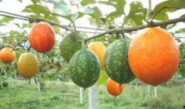 吃吊瓜有口臭,揭秘吃吊瓜后的口腔问题