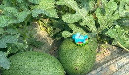 吃瓜出售,揭秘吃瓜背后的秘密与商机