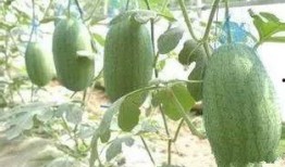 三林崩瓜什么时候吃最好,“三林崩瓜的最佳食用时机揭秘”