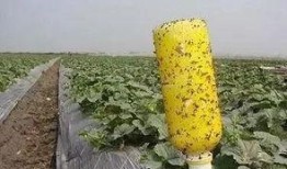 怎样治理吃瓜蜂,破解吃瓜蜂现象的智慧之道