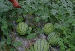 河南鹤壁吃瓜视频