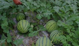 河南鹤壁吃瓜视频