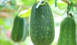 全网热收吃瓜,吃瓜群众狂欢背后的真相揭秘