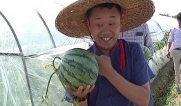 业余的吃瓜生活,业余吃瓜者的欢乐生活点滴