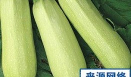 孕期吃角瓜,角瓜的营养与食用指南