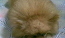 博美吃瓜吐了,博美狗狗吃瓜后的“意外”反应