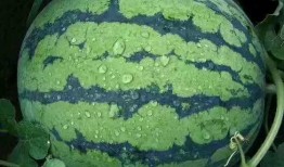 吃瓜货货,揭秘娱乐圈幕后故事