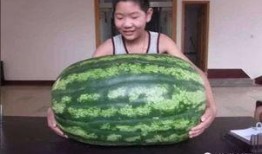 吃瓜不甜年代,揭秘那个时代的甜蜜与苦涩