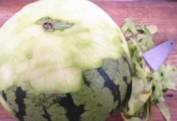 吃双尾瓜,探寻独特风味与营养奥秘