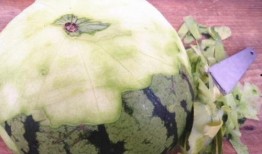 吃双尾瓜,探寻独特风味与营养奥秘