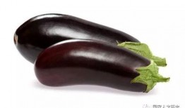 紫瓜可以吃吗,美味与营养并存，食用指南揭秘