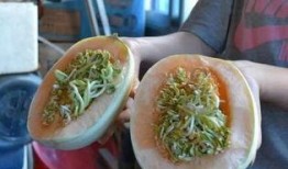 扶手瓜发芽可以吃吗,扶手瓜发芽后是否仍可食用？揭秘发芽扶手瓜的安全性