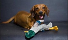 细瓜狗可以吃吗,宠物饮食指南，狗狗能否食用细瓜？