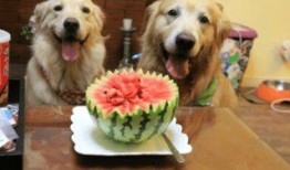 细瓜狗可以吃吗,宠物饮食指南，狗狗能否食用细瓜？