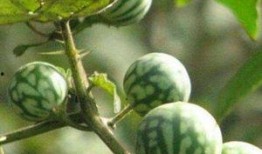 小孩吃马泡瓜,孩子舌尖上的夏日美味