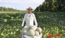 甘肃酒泉吃瓜,探寻甘肃酒泉的甜蜜瓜果之旅