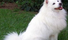 爱斯基摩犬吃瓜,冰原上的甜蜜冒险