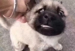 狗子吃哈密瓜表情,表情萌态十足