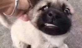 狗子吃哈密瓜表情,表情萌态十足