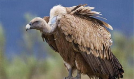 秃鹫吃瓜,揭秘生态平衡中的生死轮回