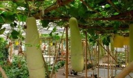 梦到去瓜园吃瓜