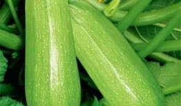 中年大妈吃瓜图片大全,图集大赏