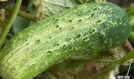 吃瓜怀宁,探寻吃瓜背后的故事与趣味