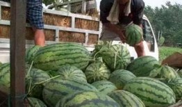 农村吃瓜场面,欢乐场面尽收眼底