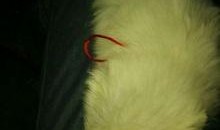 博美吃瓜吐了,博美狗狗吃瓜后的“意外”反应